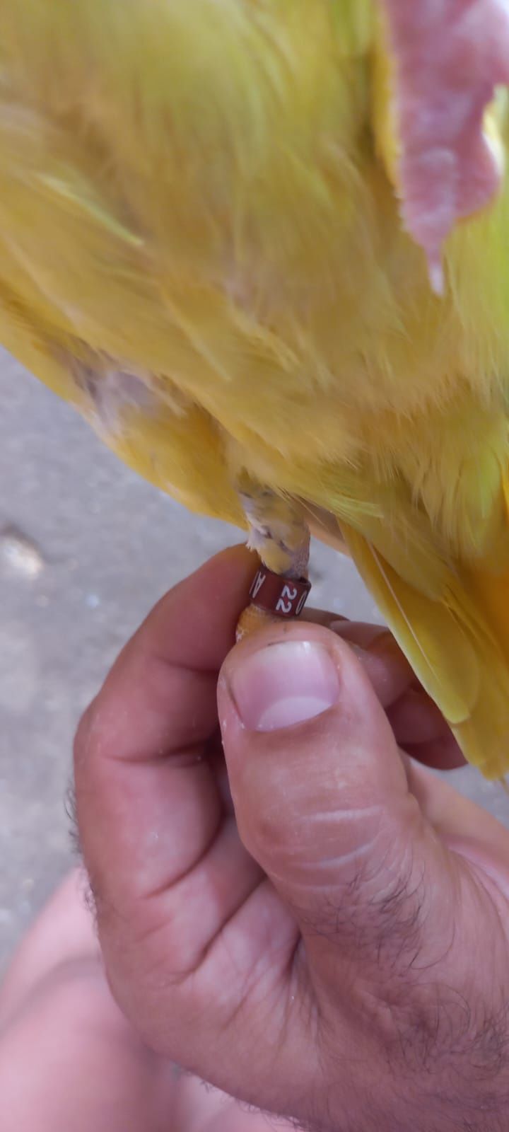 Vendo fêmea verde palida
