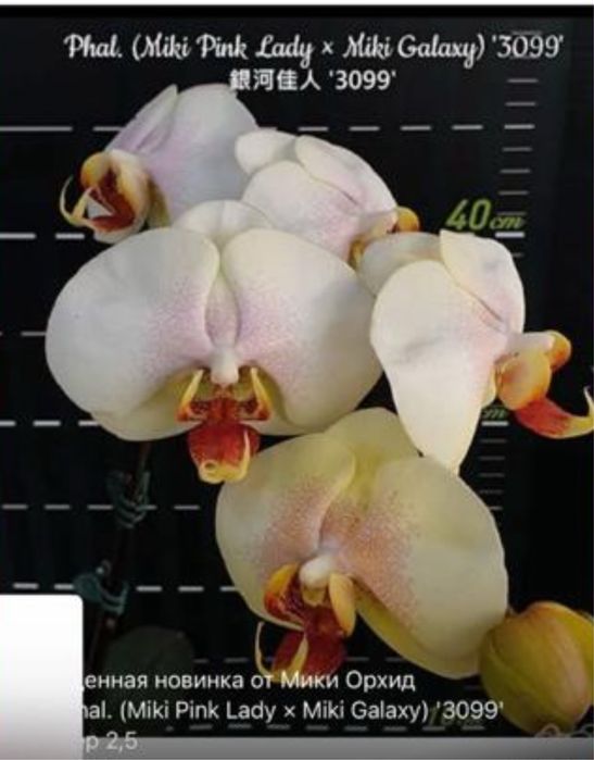 Орхидея фаленопсис Азия