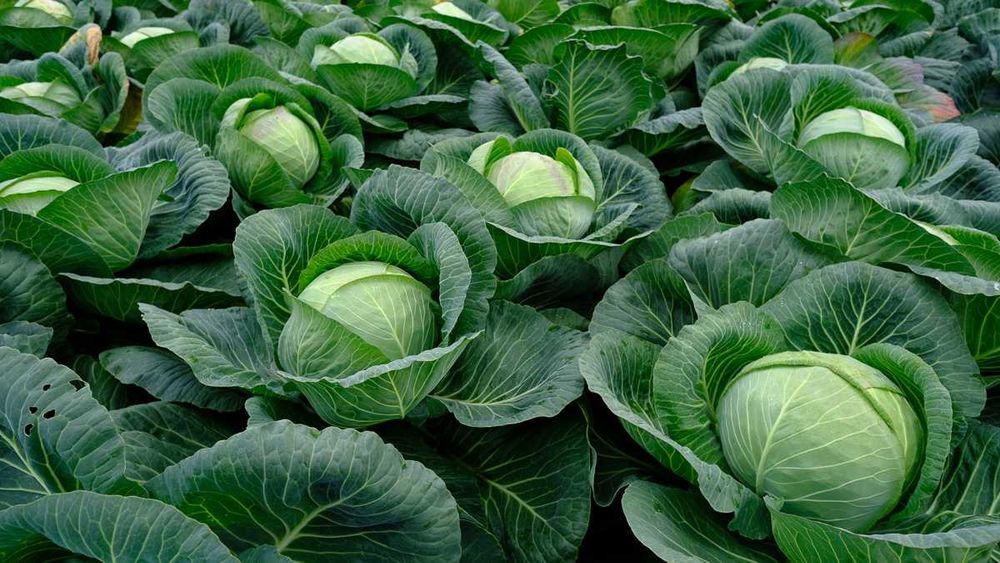 Sprzedam kapustę szatkowaną z własnej rozsady!