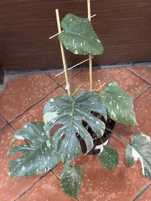 Monstera thai platinum