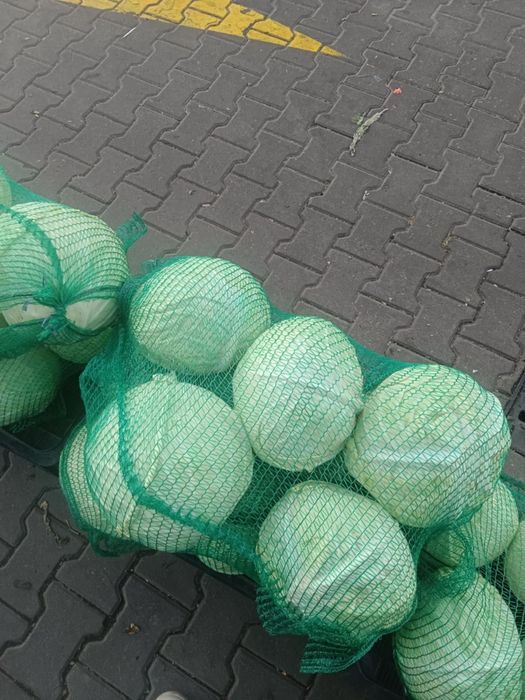 Kapusta Biała Ambrosia