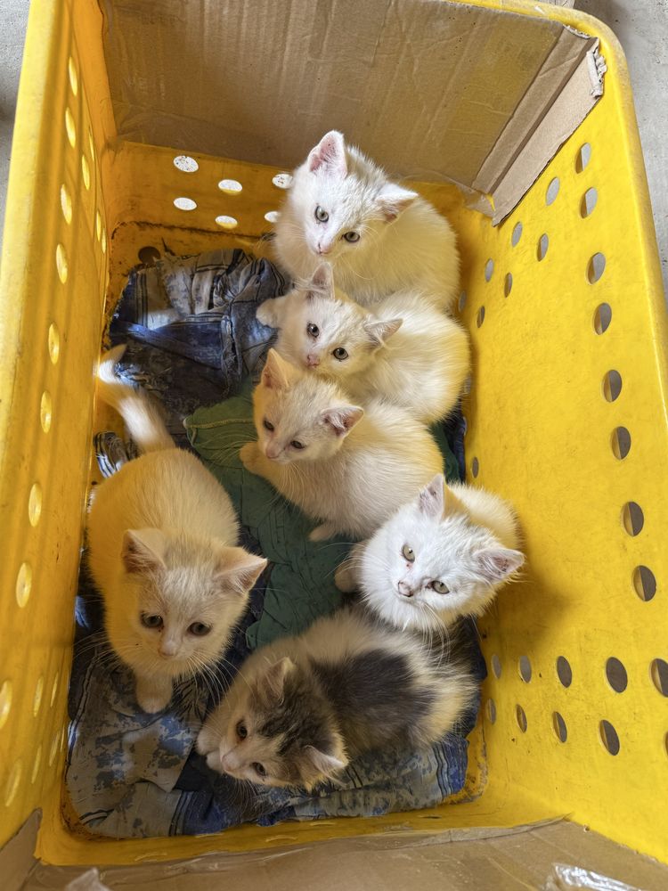 Кошенята шукають люблячу сімʼю