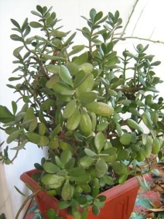 Crassula ovata (денежное дерево), 13-летнее растение - 600 грн