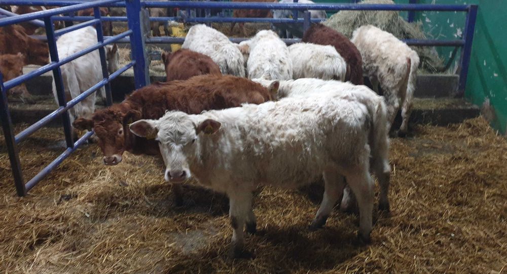 jałówka jałówki byczki byk odsadki Charolais Limousin