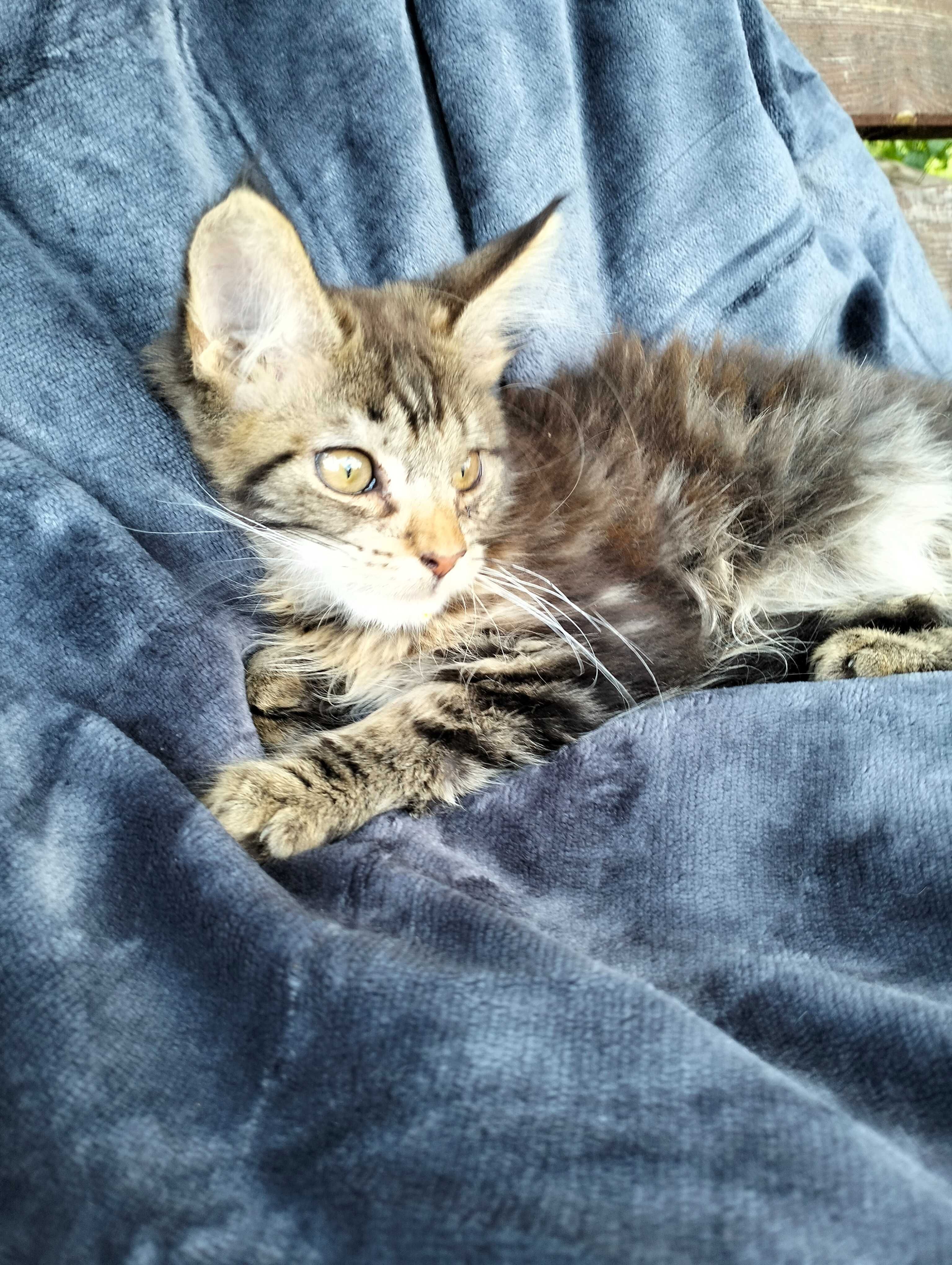 Śliczna kotka Maine coon