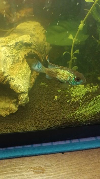 Peixe Andinoacara Azul Elétrico