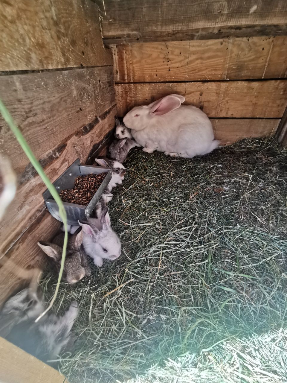 Króliki mięsne po belgu