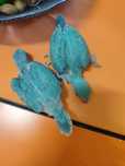 Ring Necks Azuis