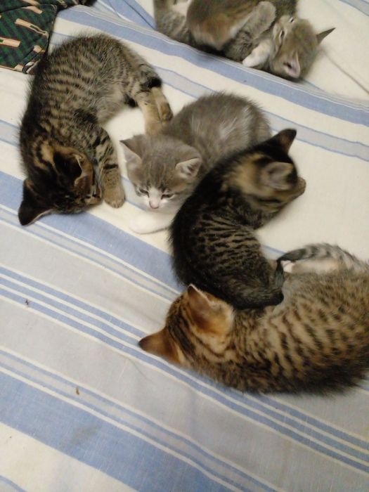 Безкоштовно у добрі руки