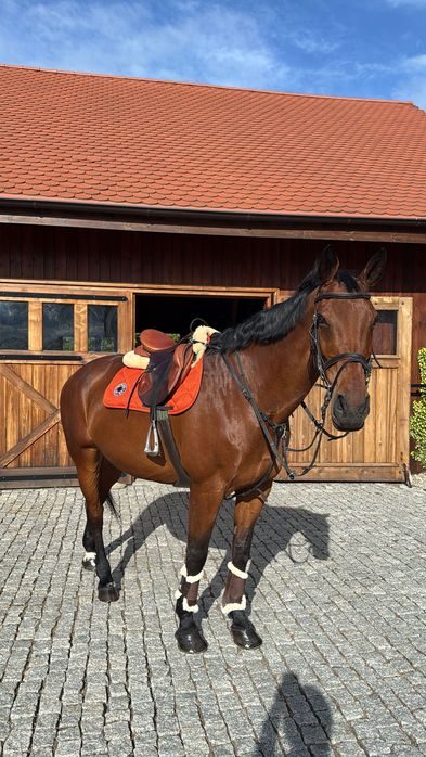 Sprzedam klacz do towarzystwa lub hodowli