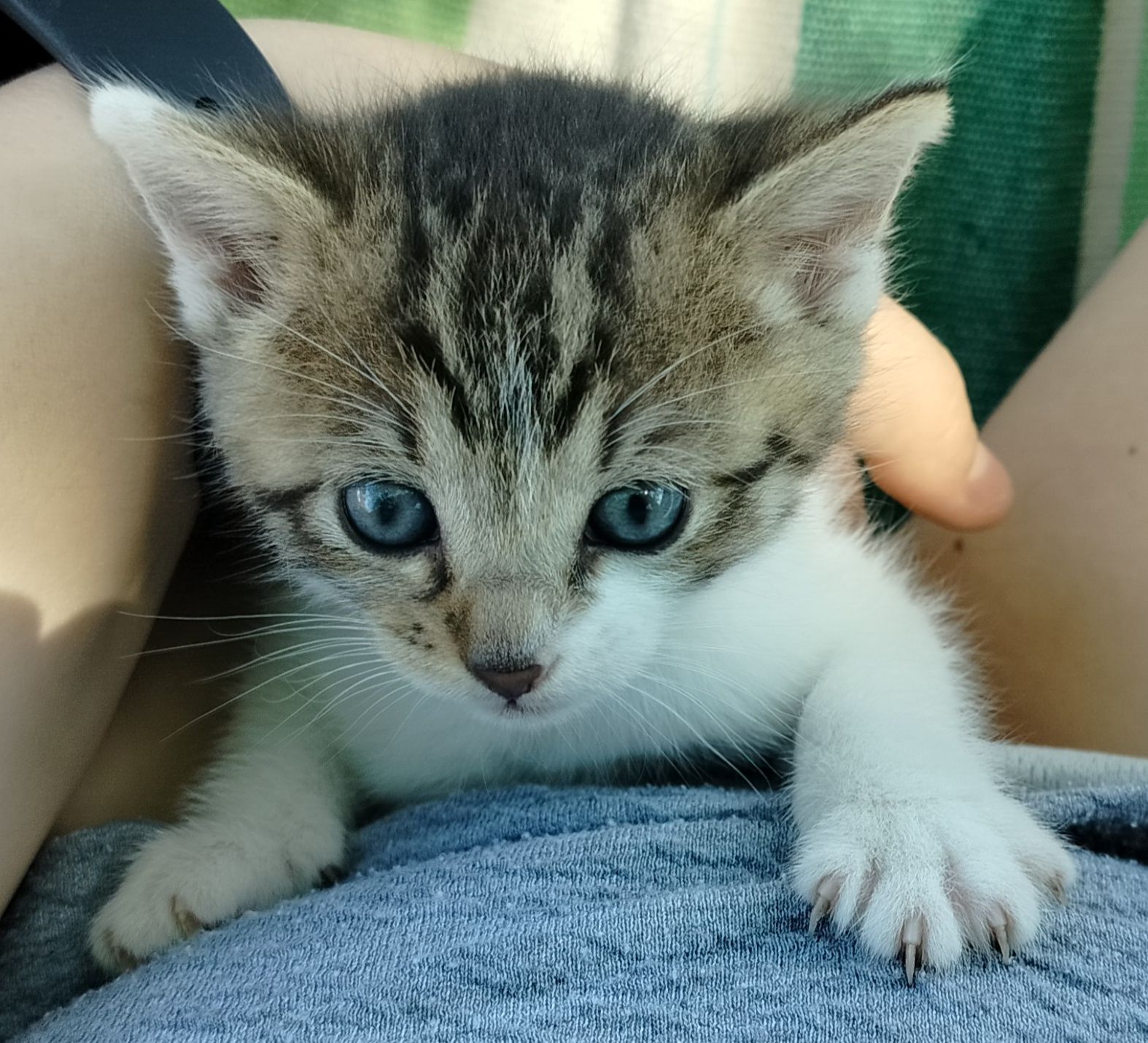 Kotka do adopcji