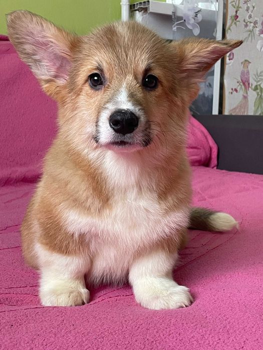 Замечательные щенки вельш корги пемброк , КСУ