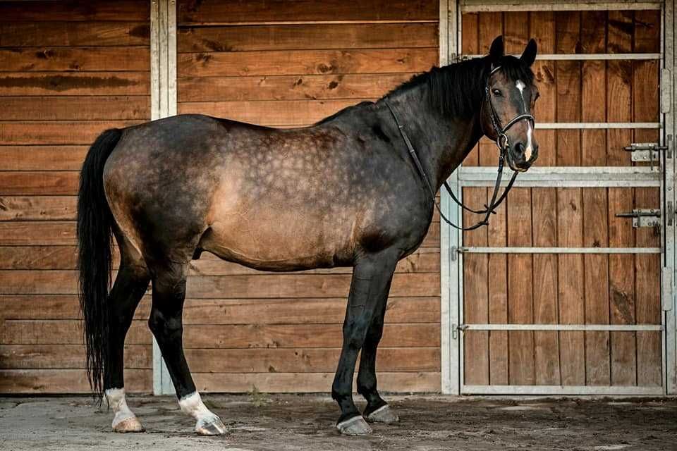 Stajnia angielska dla koni, 4 boksy, solidna konstrukcja ocynkowana