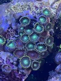 25 Zoathus Radioactive Dragon Eye Zoa 10 głowek