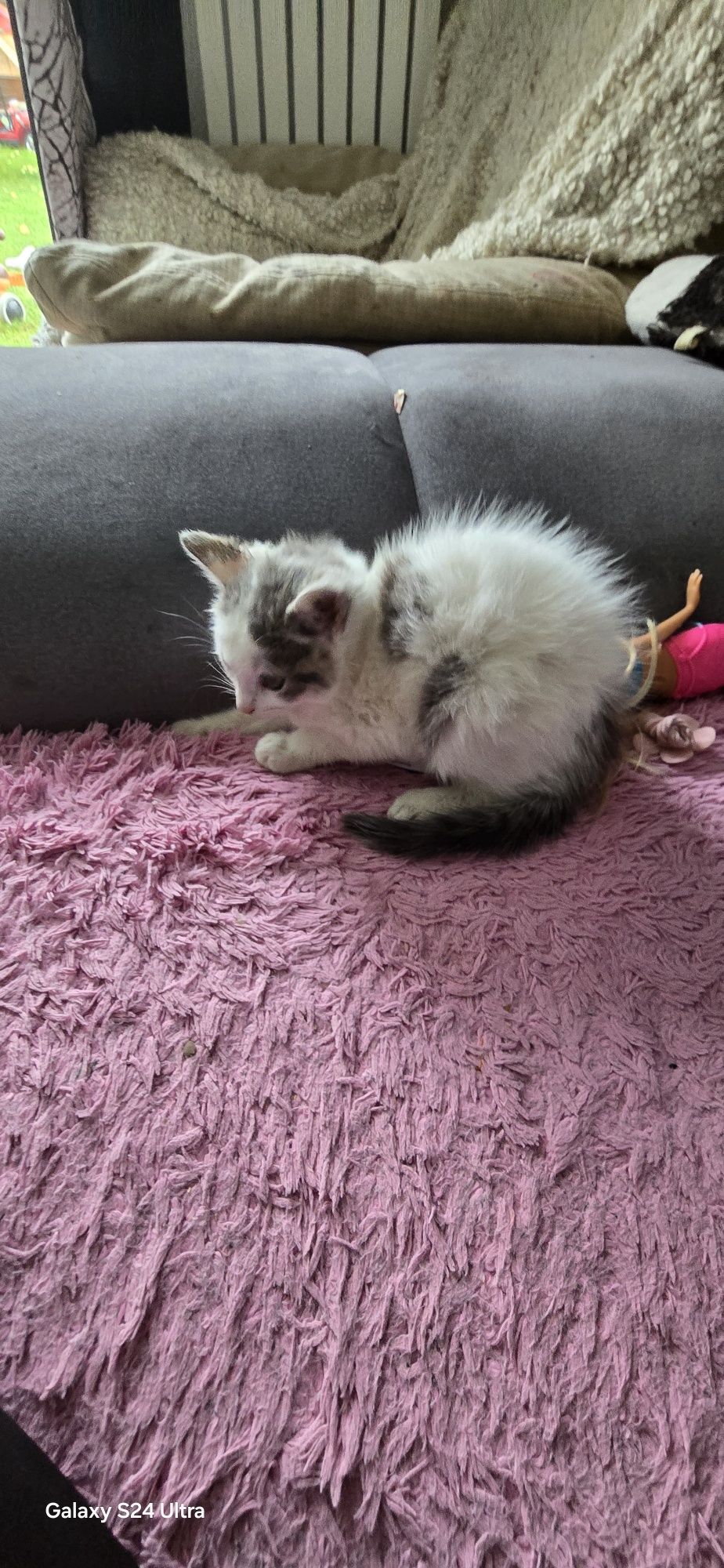 Dwa male puszyste kotki