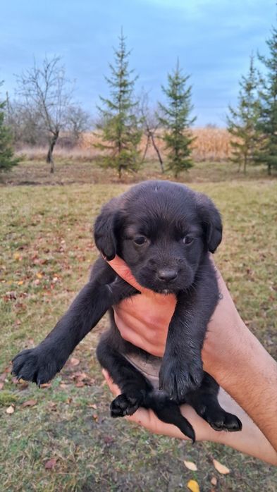 Віддам в добрі руки песиків собачка собака