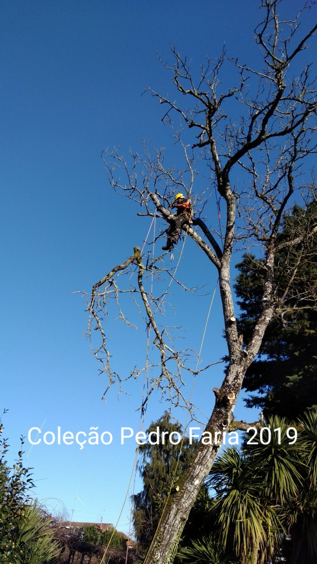 Poda , Corte  controlado Arvores por escalada