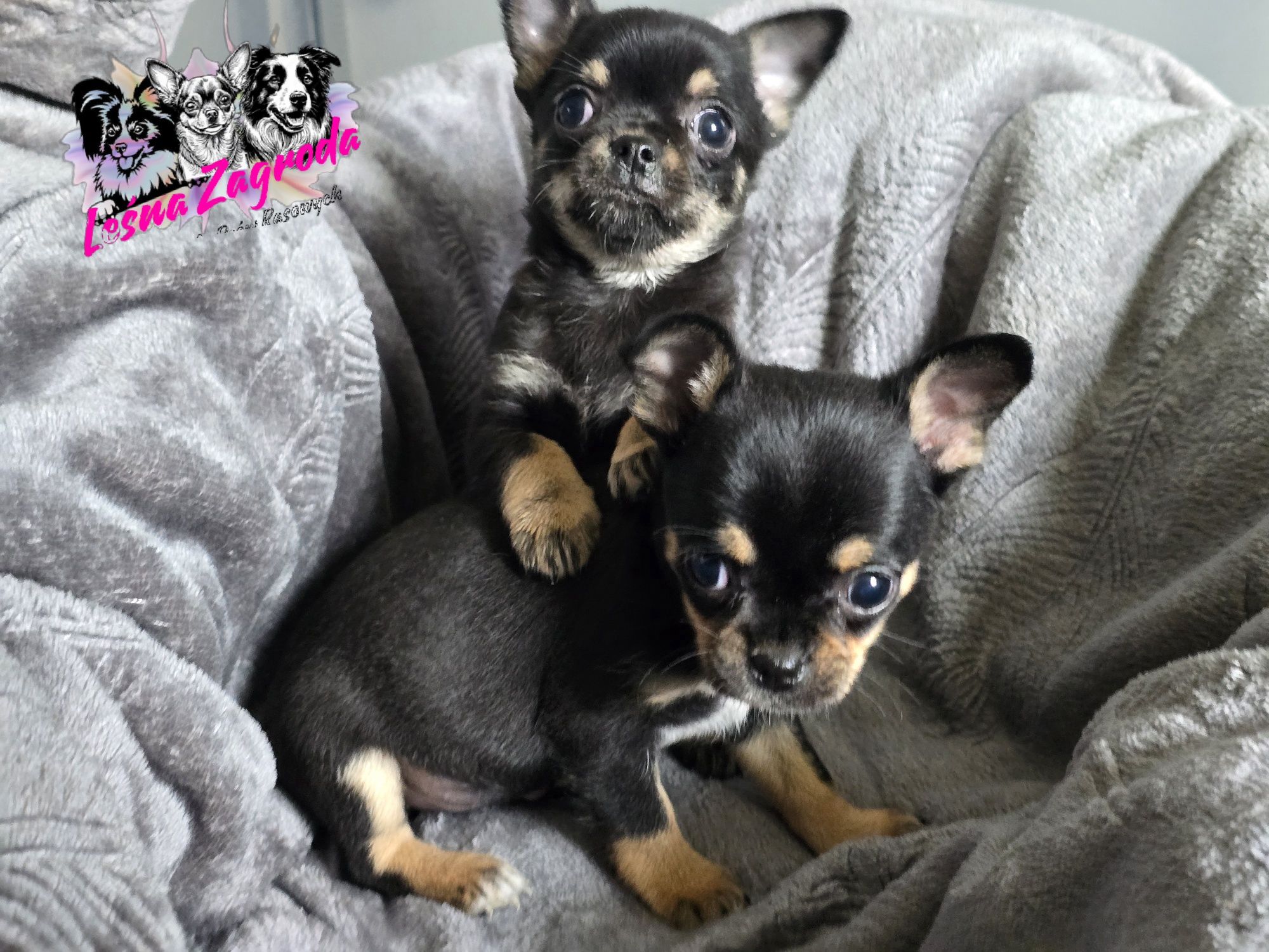 Chihuahua sprzedam