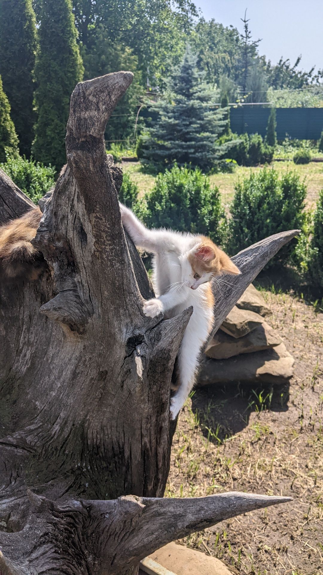 Отдам котят в хорошие руки бесплатно.