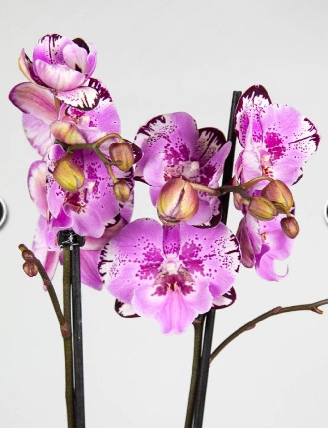 Орхидея Phal. Magic Art Биг Лип, подросток