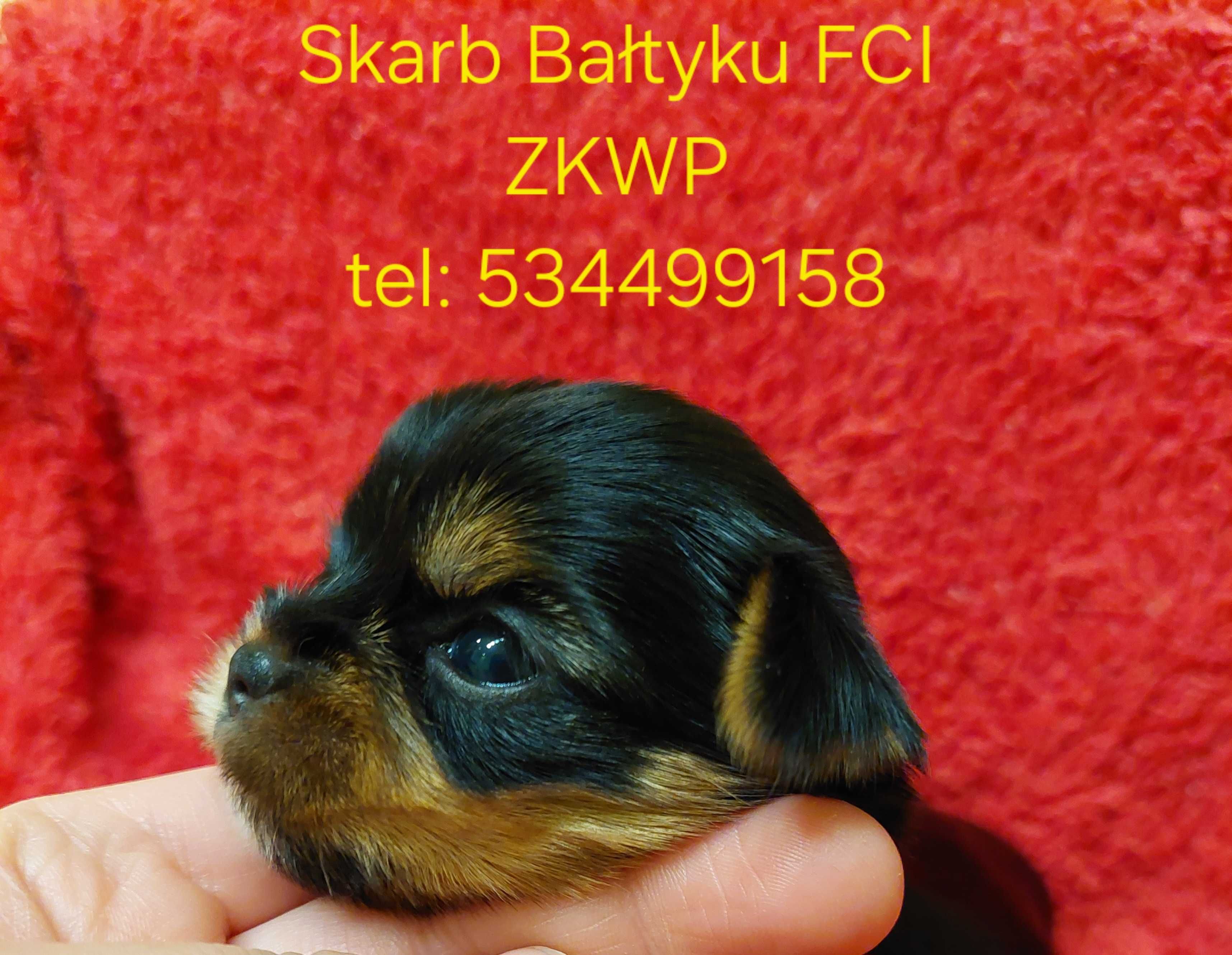 York, Yorki Yorkshire Terrier FCI ZKwP