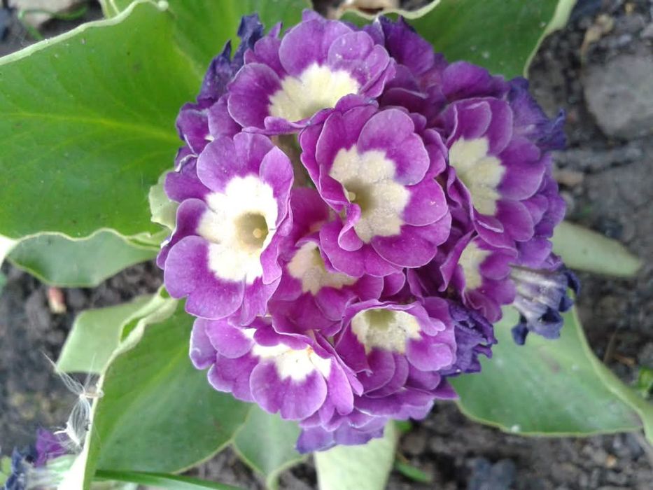 Насіння аурікули,вушкової примули.100 шт.Суміш.