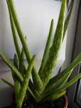 Planta Aloe Vera