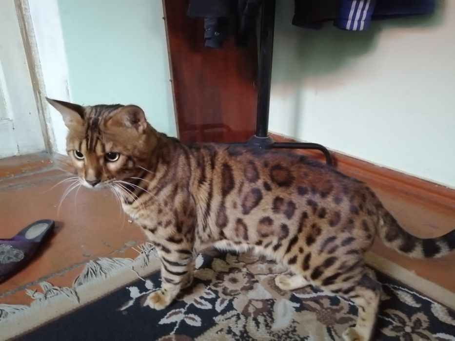 Вязка бенгальского кота