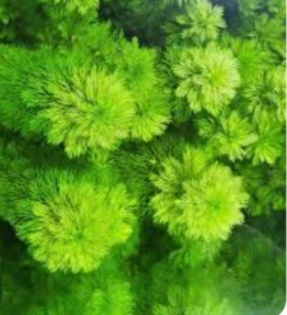 Limnophila sessiliflora