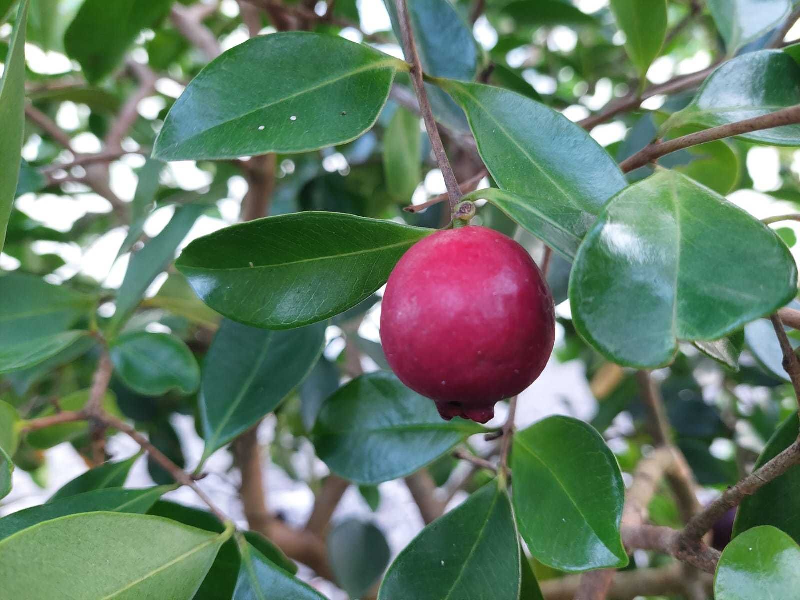 Araça Vermelho Mata Atlântica - Psidium cattleianum var. purpureum