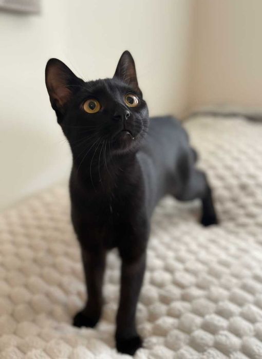 Setúbal / Margem Sul / Lisboa — JET, gatinha para adoção