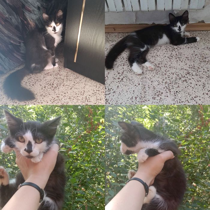 Котенок мальчик. Котята бесплатно. Котик. Кот. Даром