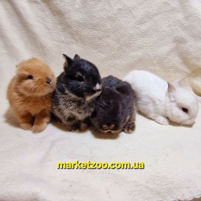 Наймиліші створіння-міні кролики нідерландські!карликовые кролики