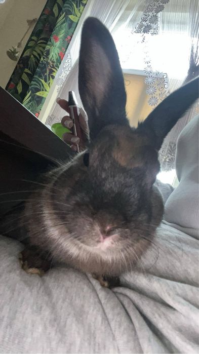 Oddam królika za darmo
