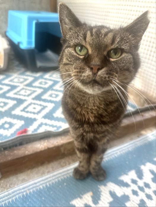 Słoneczko - gaśnie w schroniskowej klatce