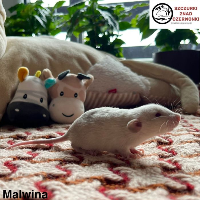 Piękne szczurki dumbo rex i standard miot M szczur szczury szczurki