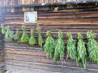 Продам Карпатські лікарські трави зібрані з високогір'я Карпат