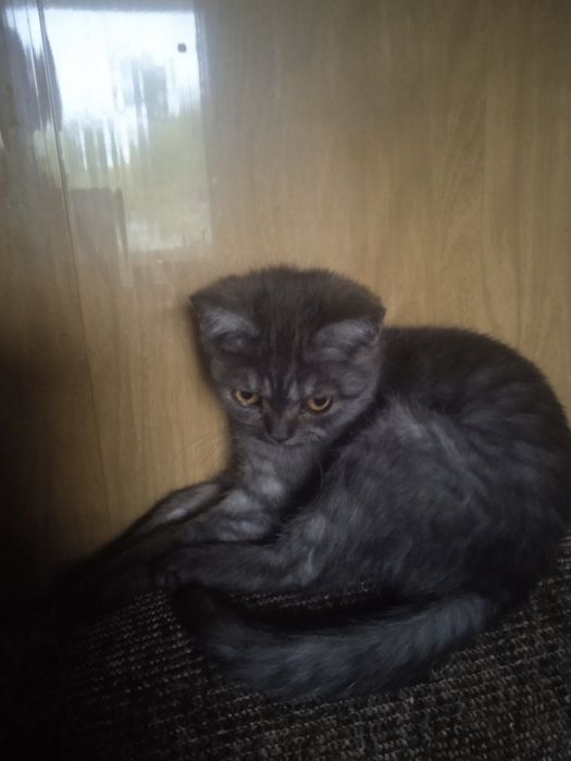 Продам дівчинку британку