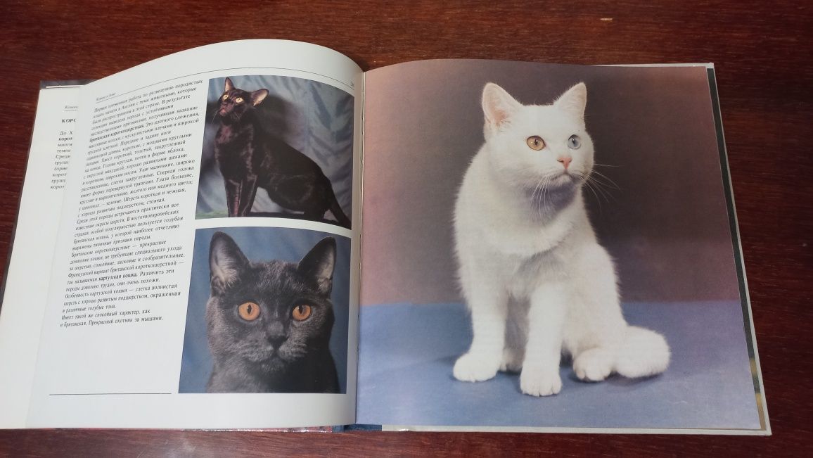 Фотоальбом о кошках