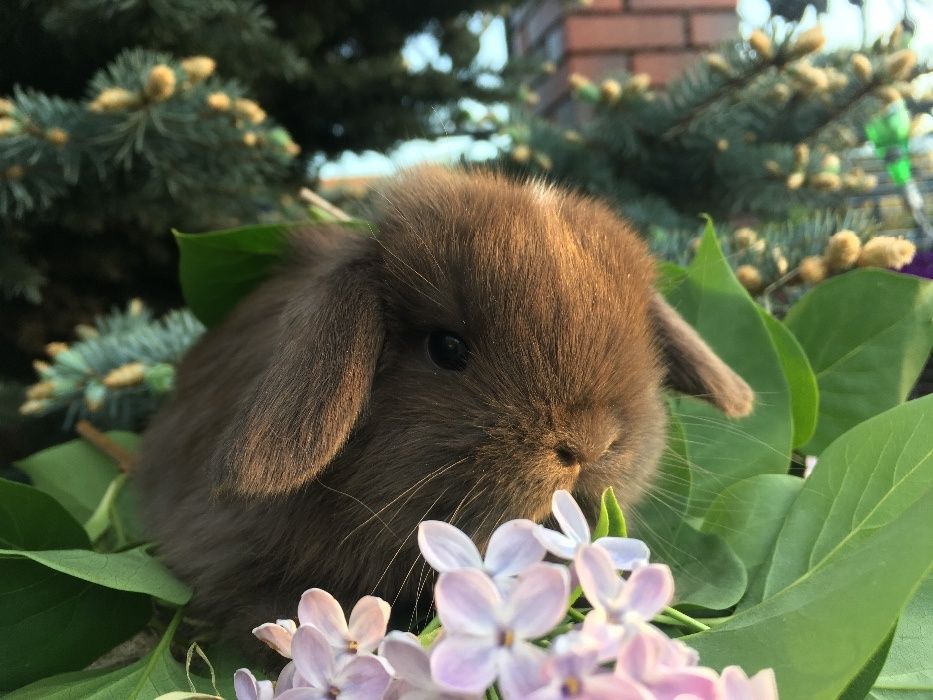 Króliczek miniaturka mały mini lop zarejestrowana hodowla mini lop