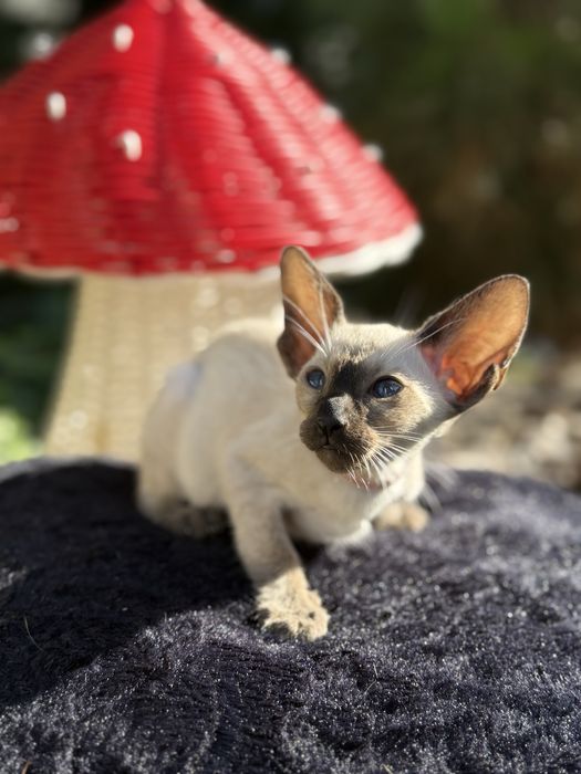 Ориенталы. Орієнтальні коти. Орієнтальні кошенята