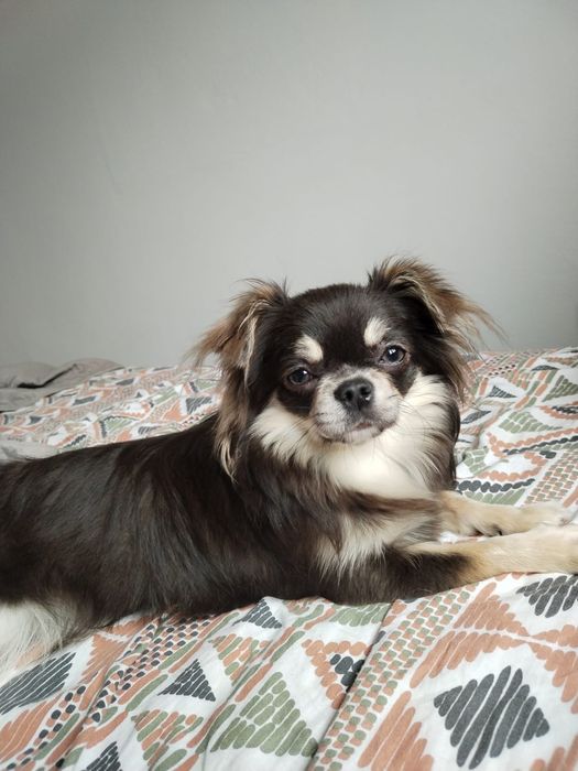 Macho  bebe Chihuahua de pêlo comprido