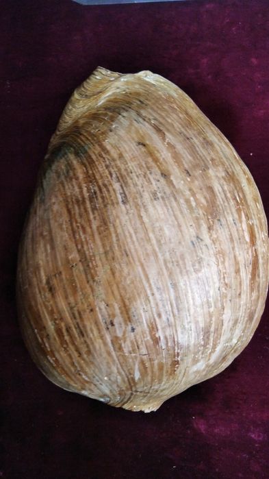 Ракушка морская большая мушля