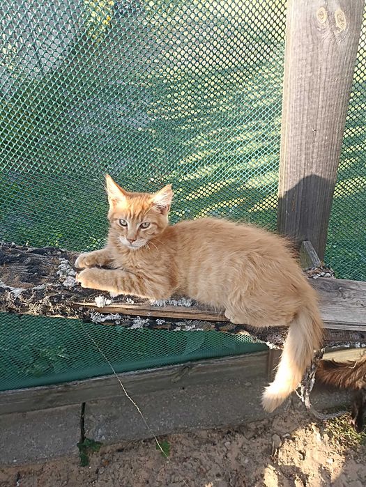 Piękne koty Maine coon