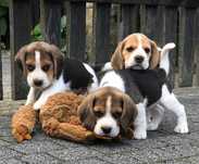 Beagle Bigle szczenię rodowodowe ZKwP / FCI po Championie Mł.