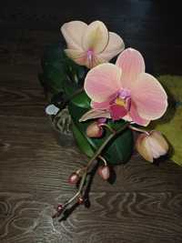 Орхидея "Нарбона "