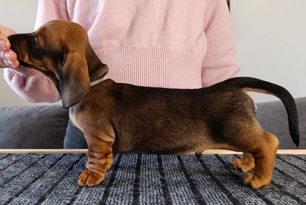 Jamnik miniaturowy FCI