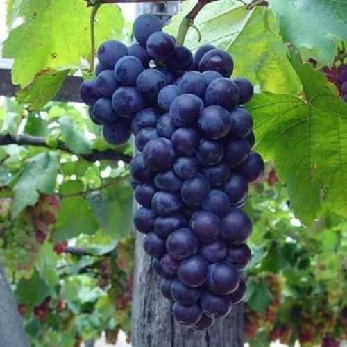 Zestaw 25 sztuk Maréchal Foch na czerwone wino