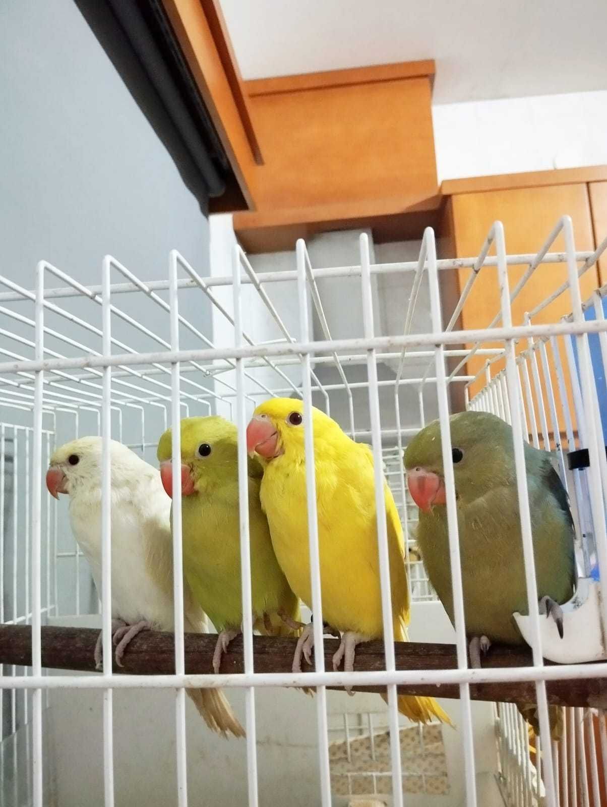 Ring necks e agapórnis criados a mão