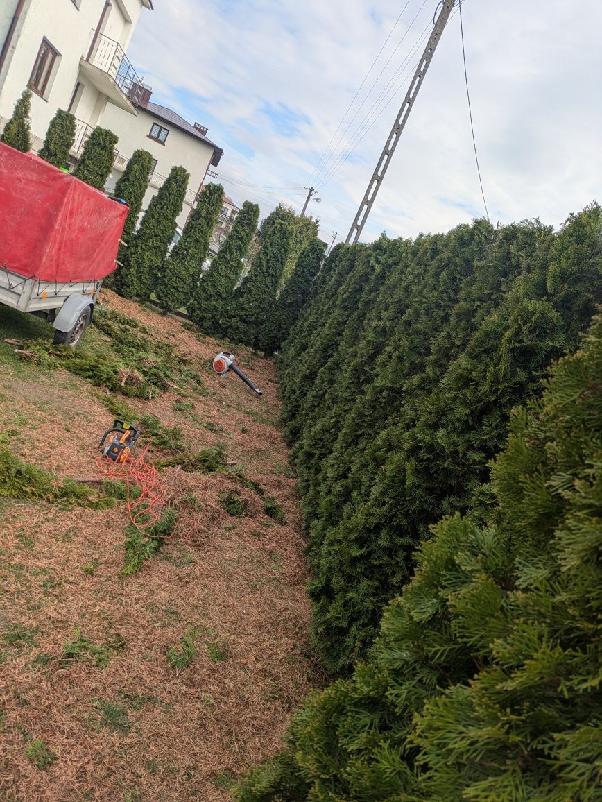 Cięcie Tui/żywopłotów,koszenie,rozdrabnianie gałęzi,usługi ogrodnicze.